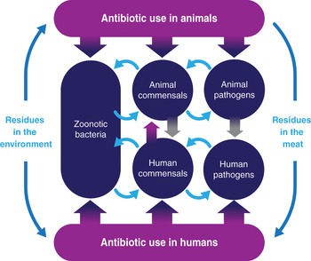 Tackling antimicrobial resistance in the food and livestock sector