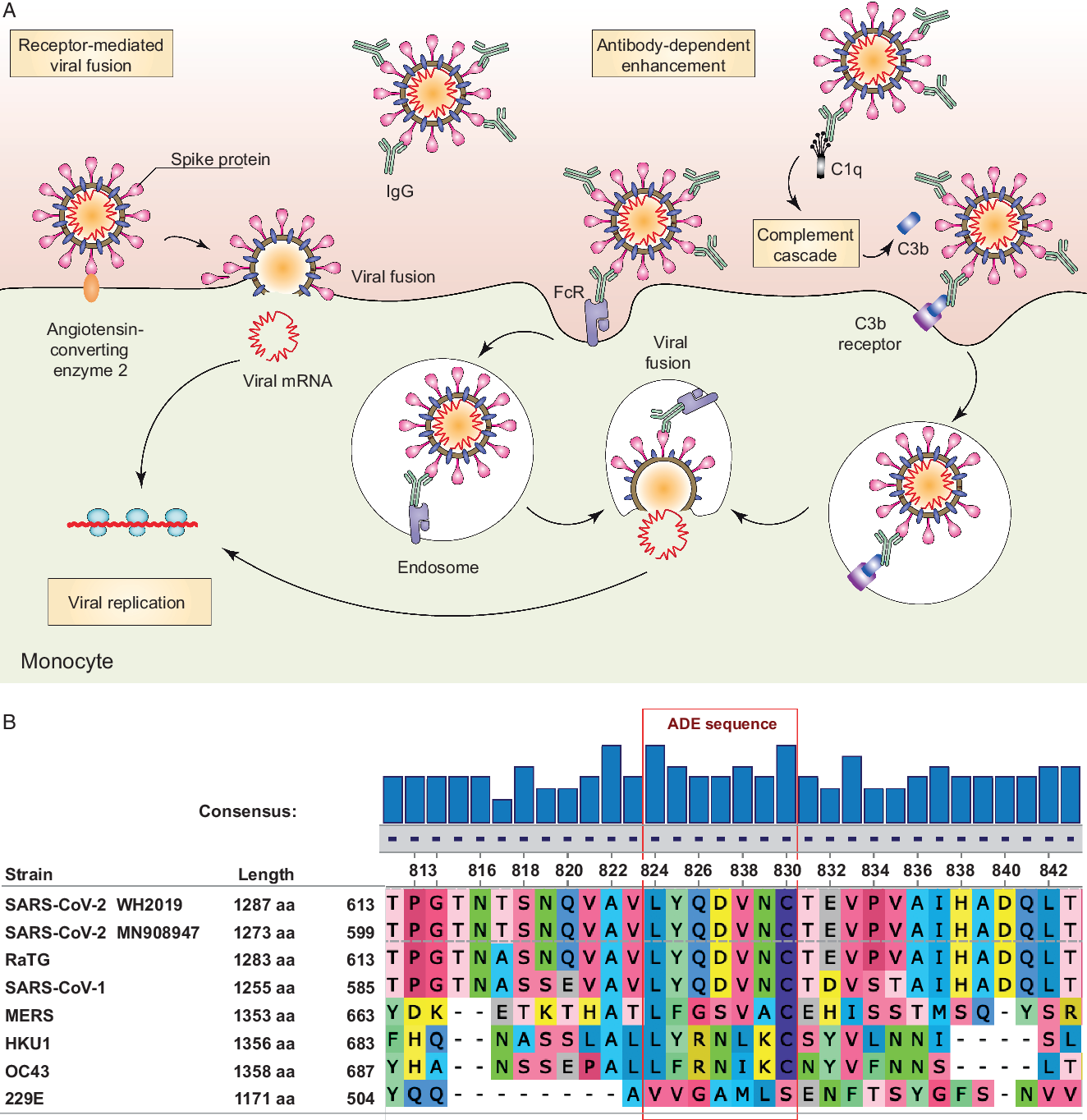 The Potential For Antibody-dependent Enhancement Of SARS-CoV-2 ...