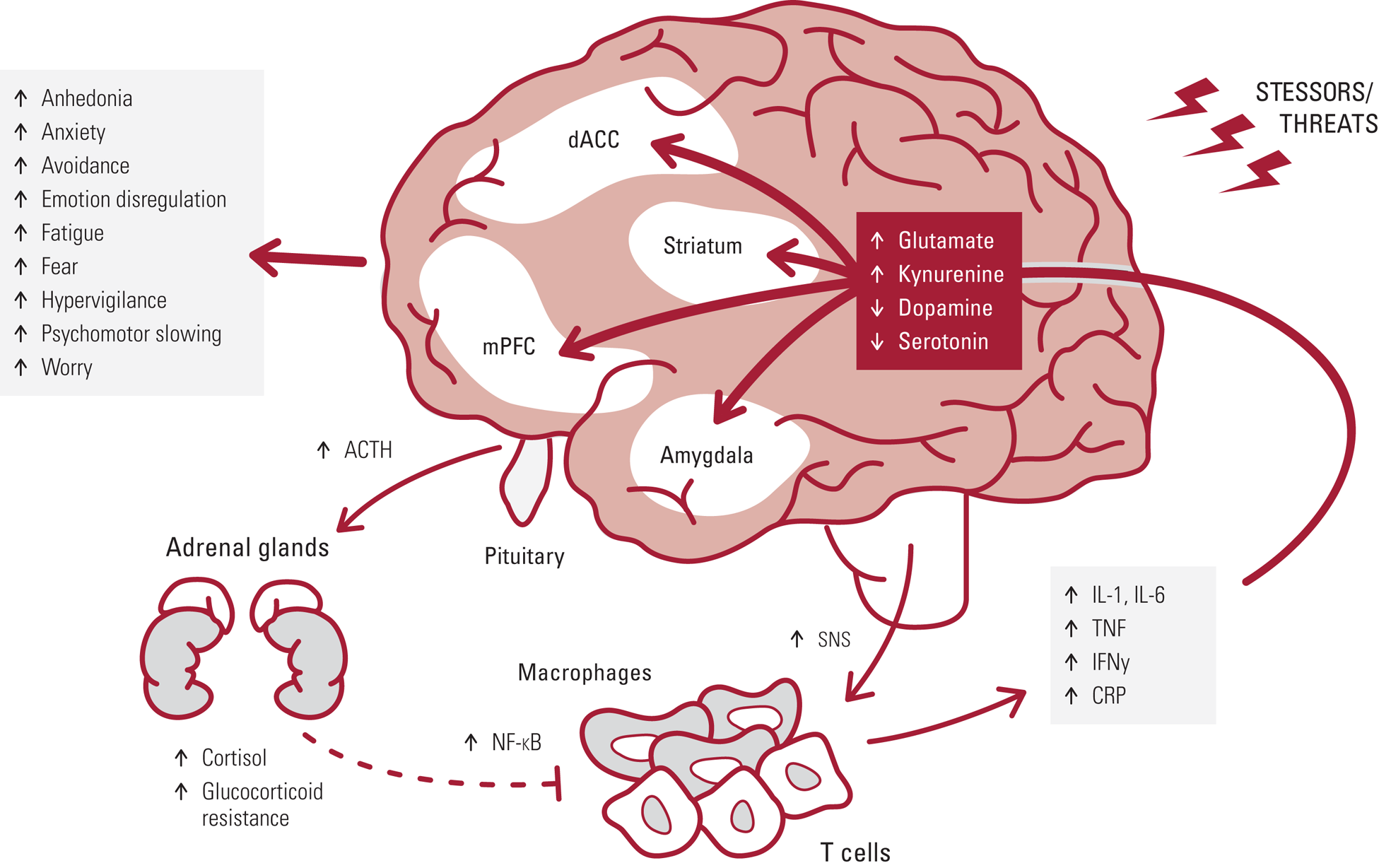 The immunology of stress and the impact of inflammation on the brain ...