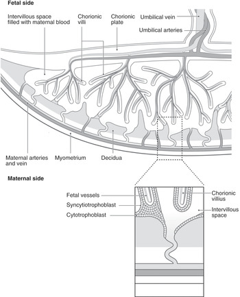 the placenta and its association with fetal growth chapter 62 the ebcog postgraduate textbook of obstetrics gynaecology