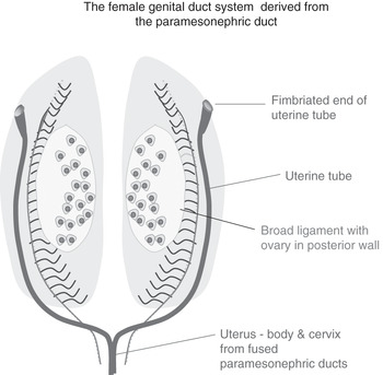 Antenatal Care Module: 6. Anatomy of the Female Pelvis and Fetal