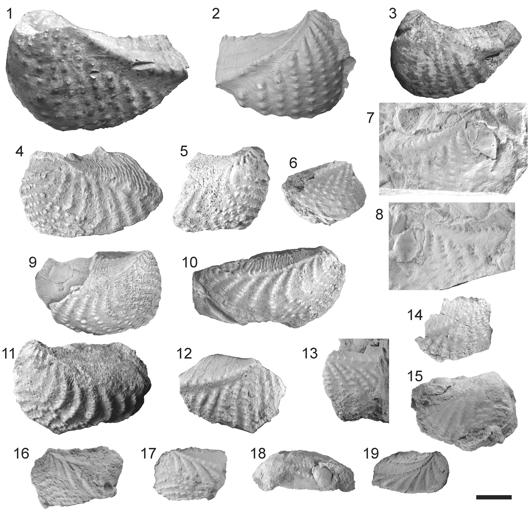 Early Jurassic Trigoniida (Bivalvia) from Argentina | Journal of ...