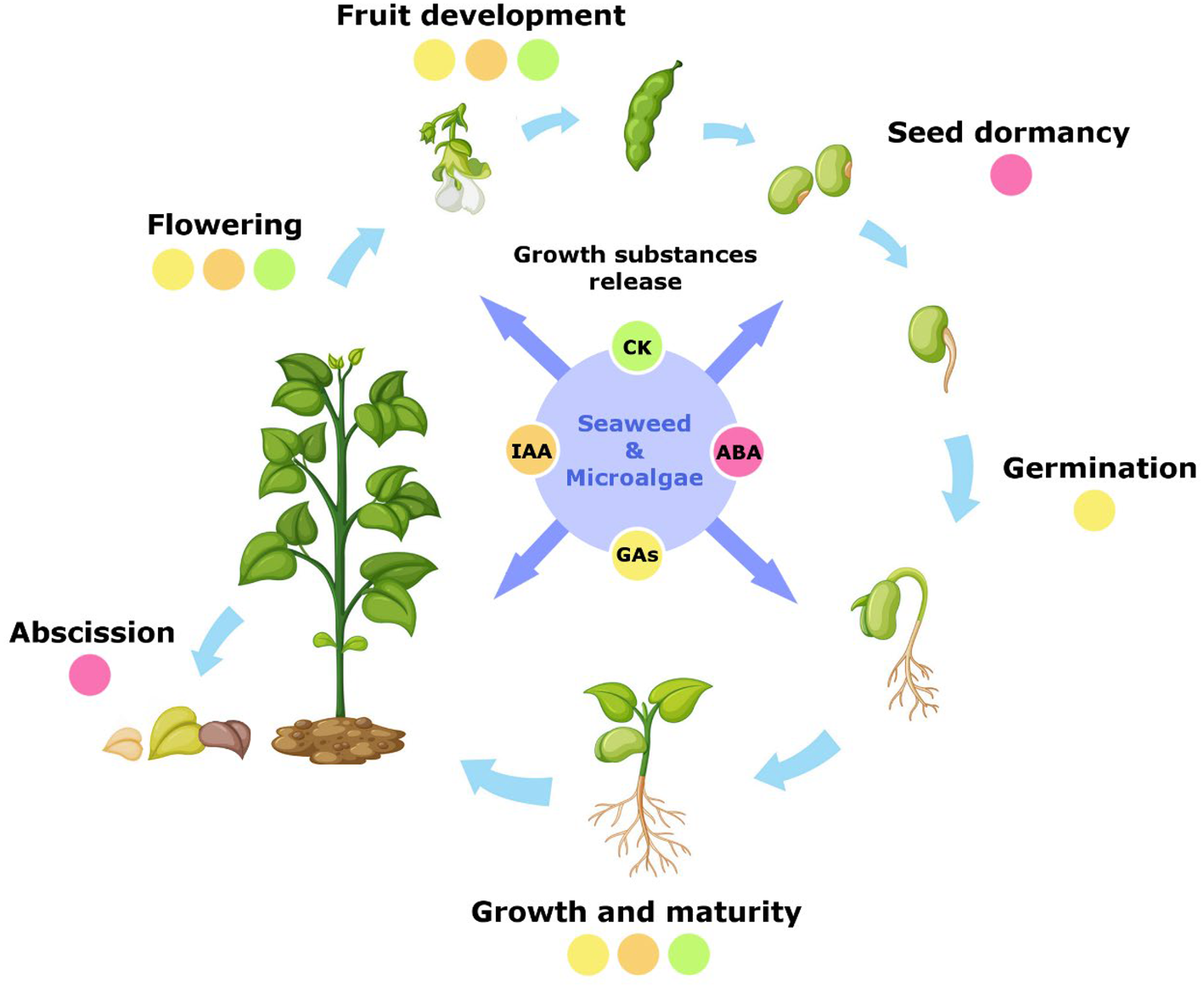 Seaweed and microalgae as major actors of blue biotechnology to achieve ...