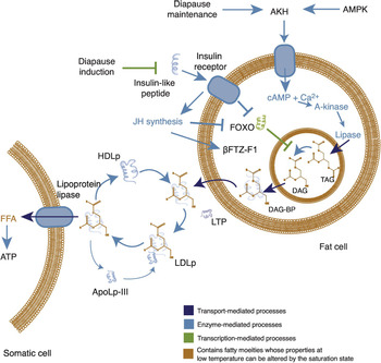 Nénuphar Fat absorbant