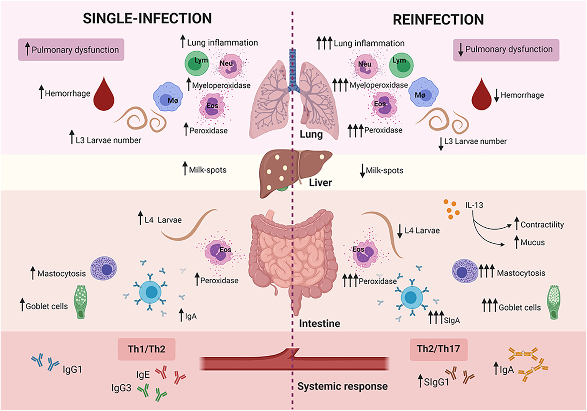 Immunological underpinnings of Ascaris infection, reinfection and co ...