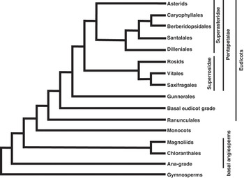 Angiosperm Phylogeny