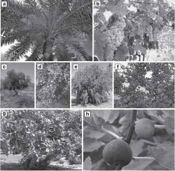 The Origins of the Domesticated Grapevine