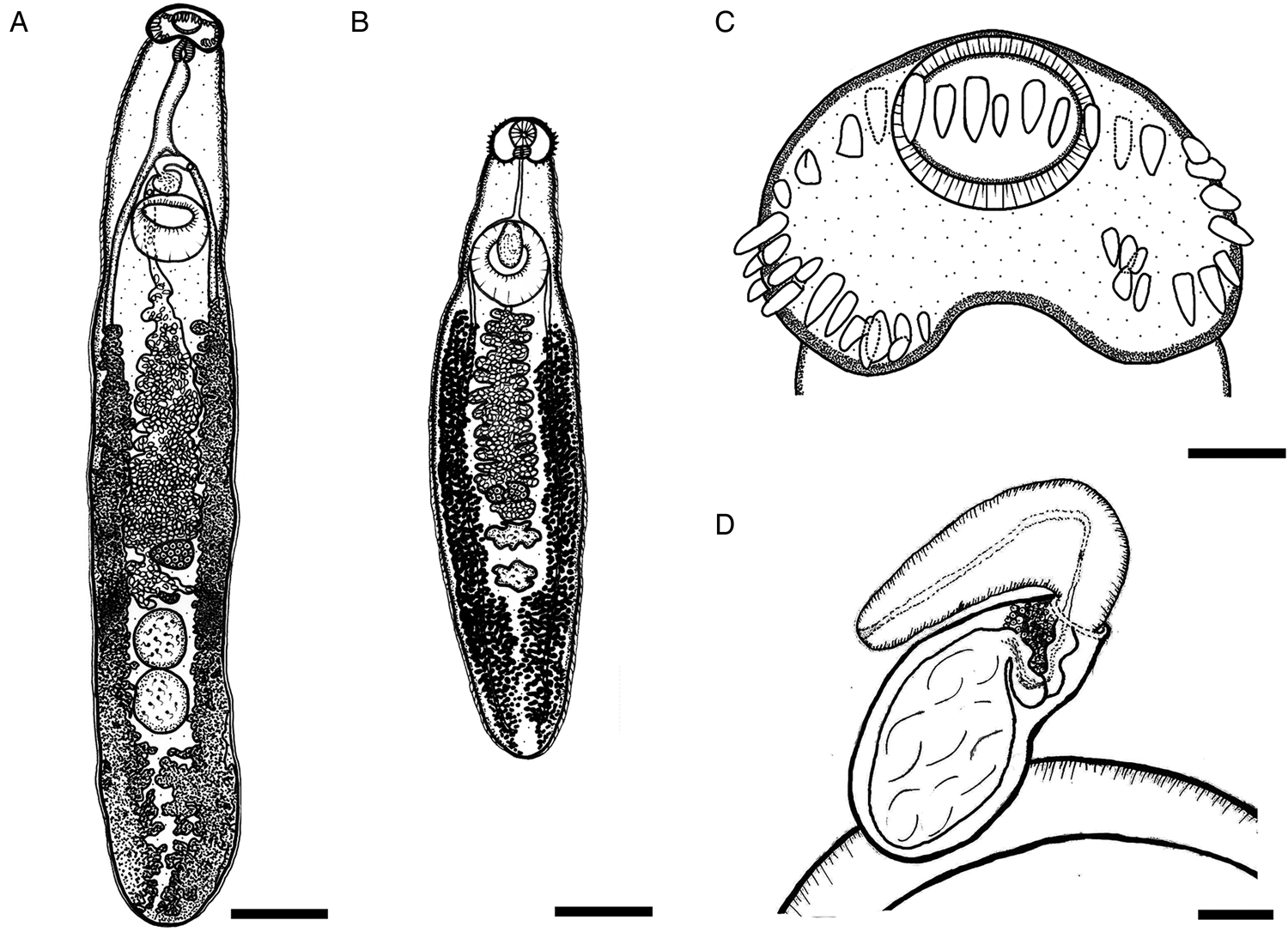 A new species of Echinostoma (Trematoda: Echinostomatidae) from the ...