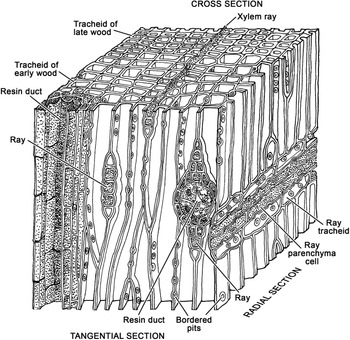 tracheids and vessel elements cross section