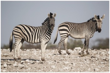 Stock photo of Grant's zebra (Equus burchelli boehmi) male kicking out with  back hind…. Available for sale on