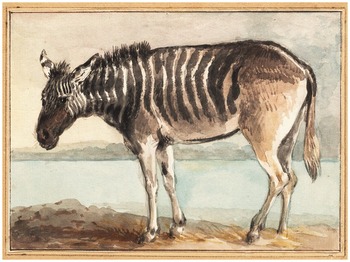 Two Burchellaes zebra (Equus quagga) rearing up on hind
