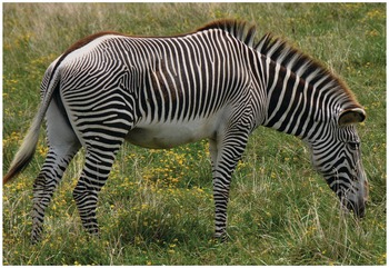 Two zebras, Equus quagga, raise up on their hind legs and fight