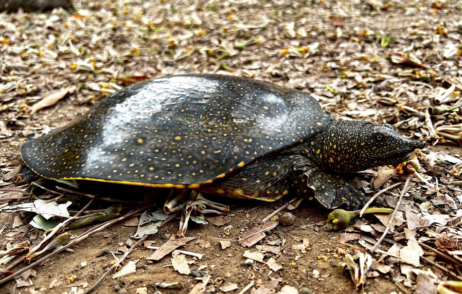 The African softshell turtle Trionyx triunguis in Senegal | Oryx ...