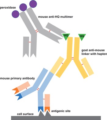 Goat Anti-Rat IgG Antibody (H+L), Biotinylated, R.T.U.
