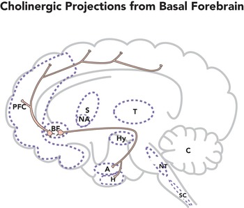 Basal forebrain subcortical projections