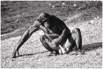 350px x 235px - Masturbation in Primates (Chapter 5) - The Cambridge Handbook of  Evolutionary Perspectives on Sexual Psychology