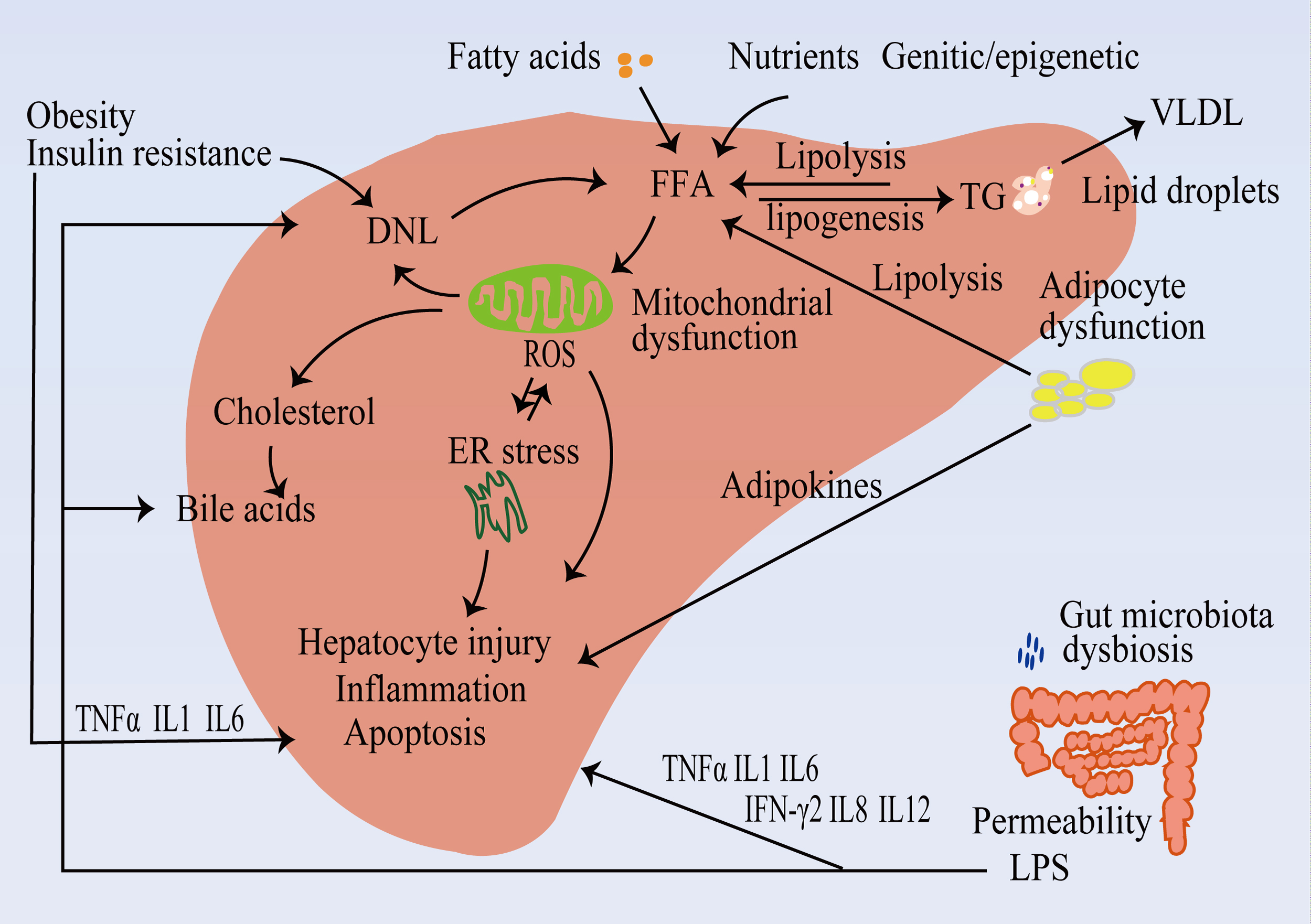 Effects of betaine on nonalcoholic liver disease Nutrition Research