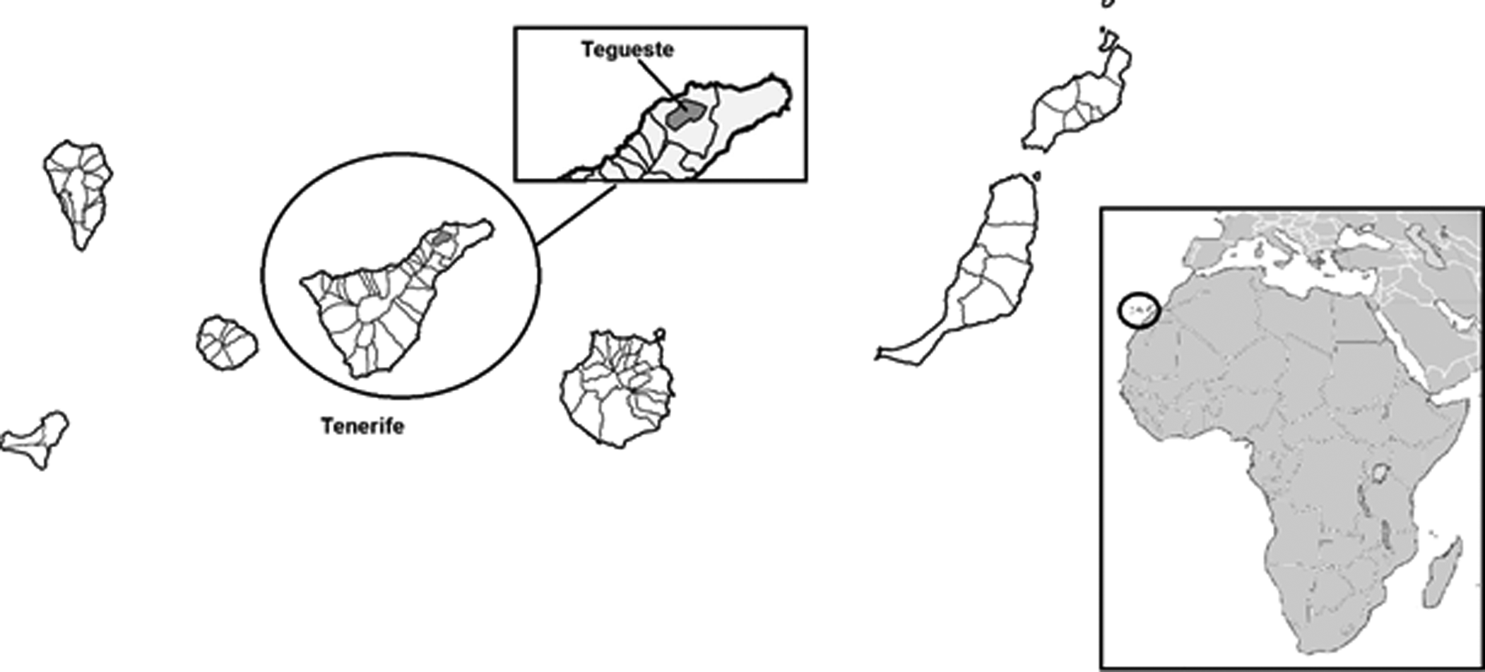 endemic-lizard-gallotia-galloti-is-a-paratenic-host-of-invasive-angiostrongylus-cantonensis-in