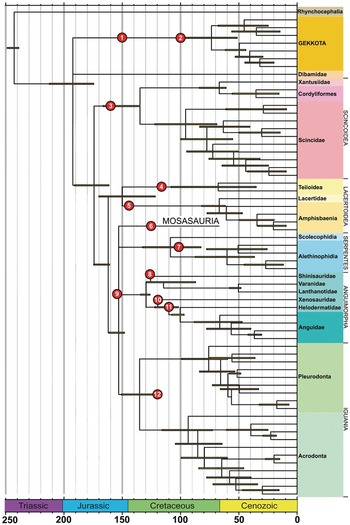 Discovery of the oldest South American fossil lizard illustrates the  cosmopolitanism of early South American squamates