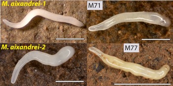 Two new species of Neotropical land flatworms (Platyhelminthes