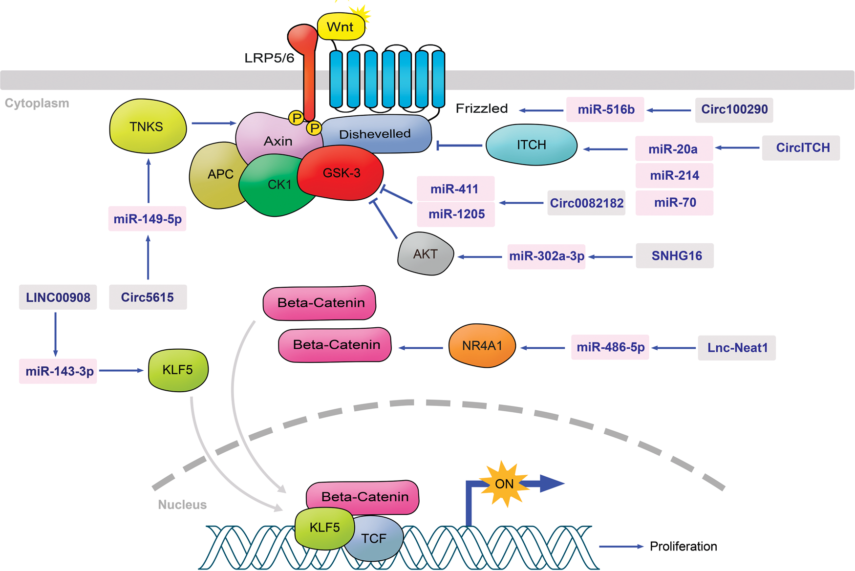 Competing Endogenous RNAs (ceRNAs) in Colorectal Cancer: A Review ...