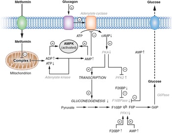 Metformin online pcos