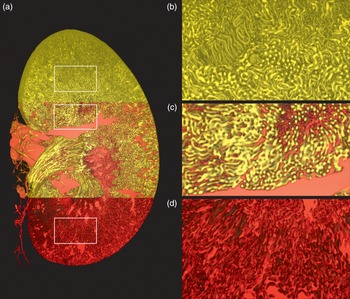 µ-Slide y-shaped, Blood Vessel Simulation