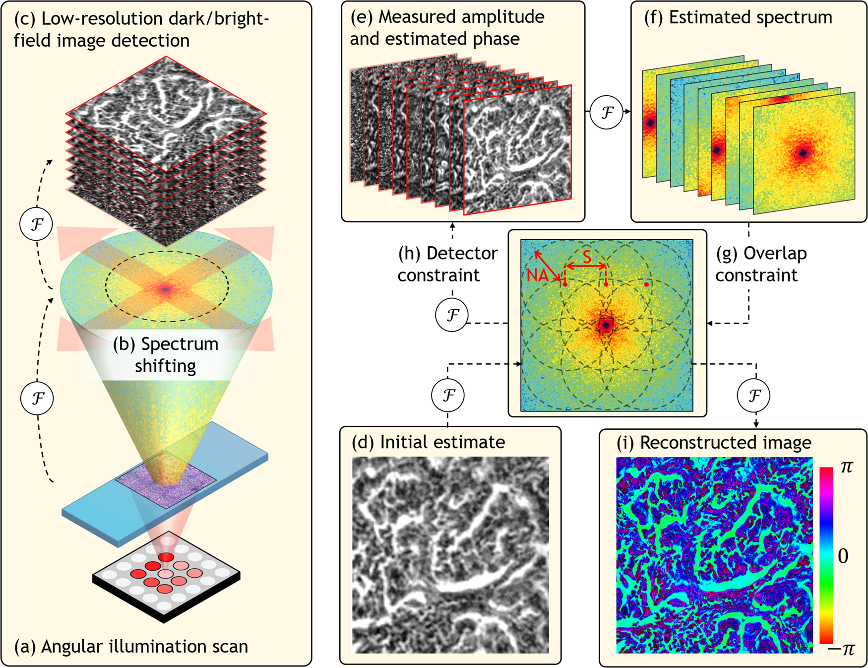 Fourier Ptychography Part II: Phase Retrieval And High-Resolution Image ...