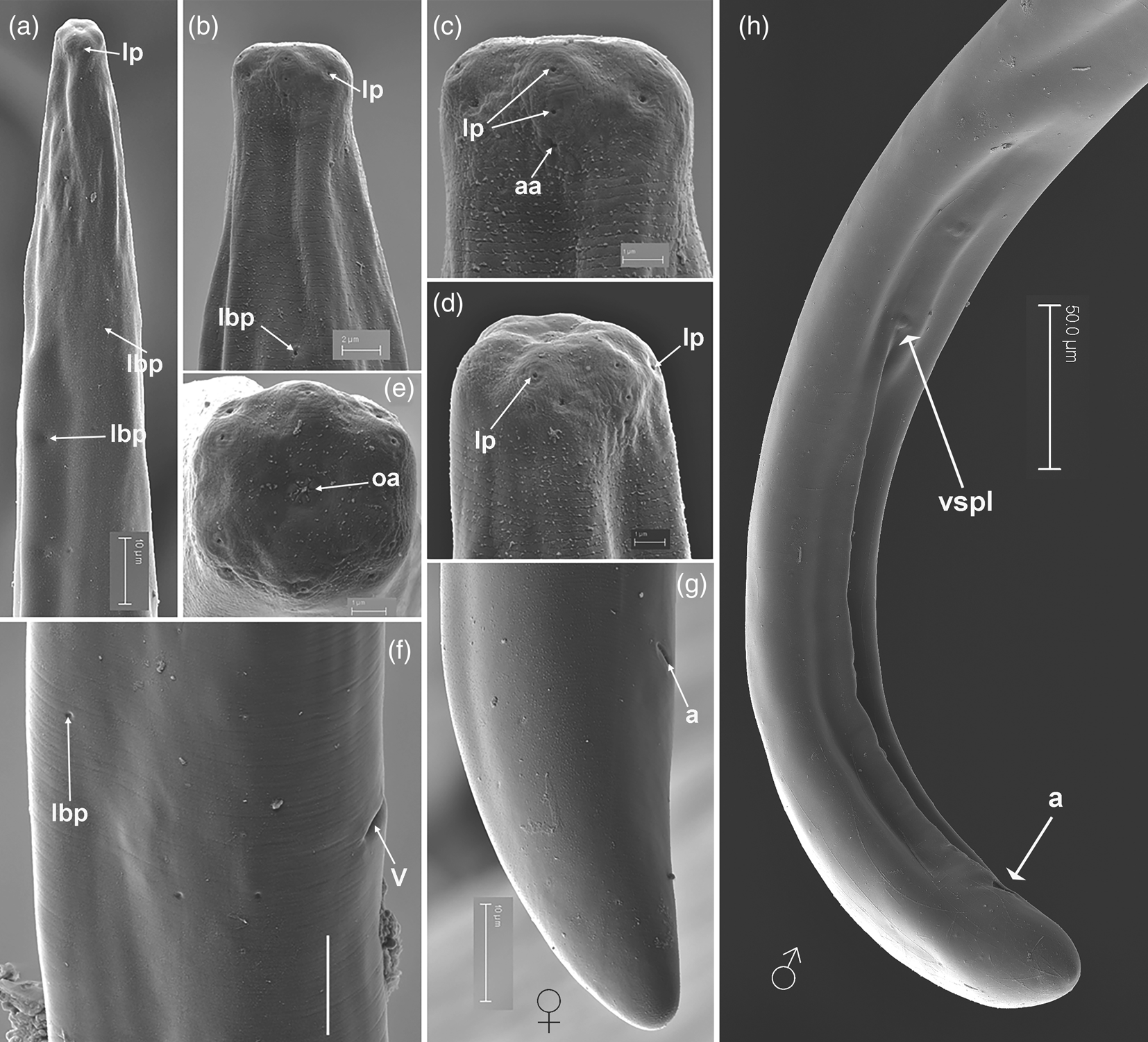 A new needle nematode, Longidorus maginicus n. sp. (Nematoda