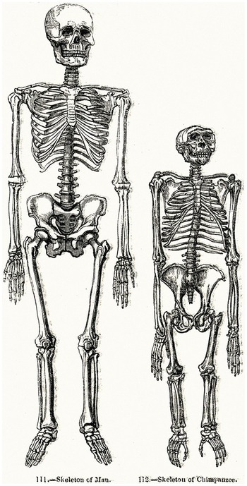 Daily Express on X: Smaller jaw, NO TEETH and an opposable big toe – how  humans will evolve   / X