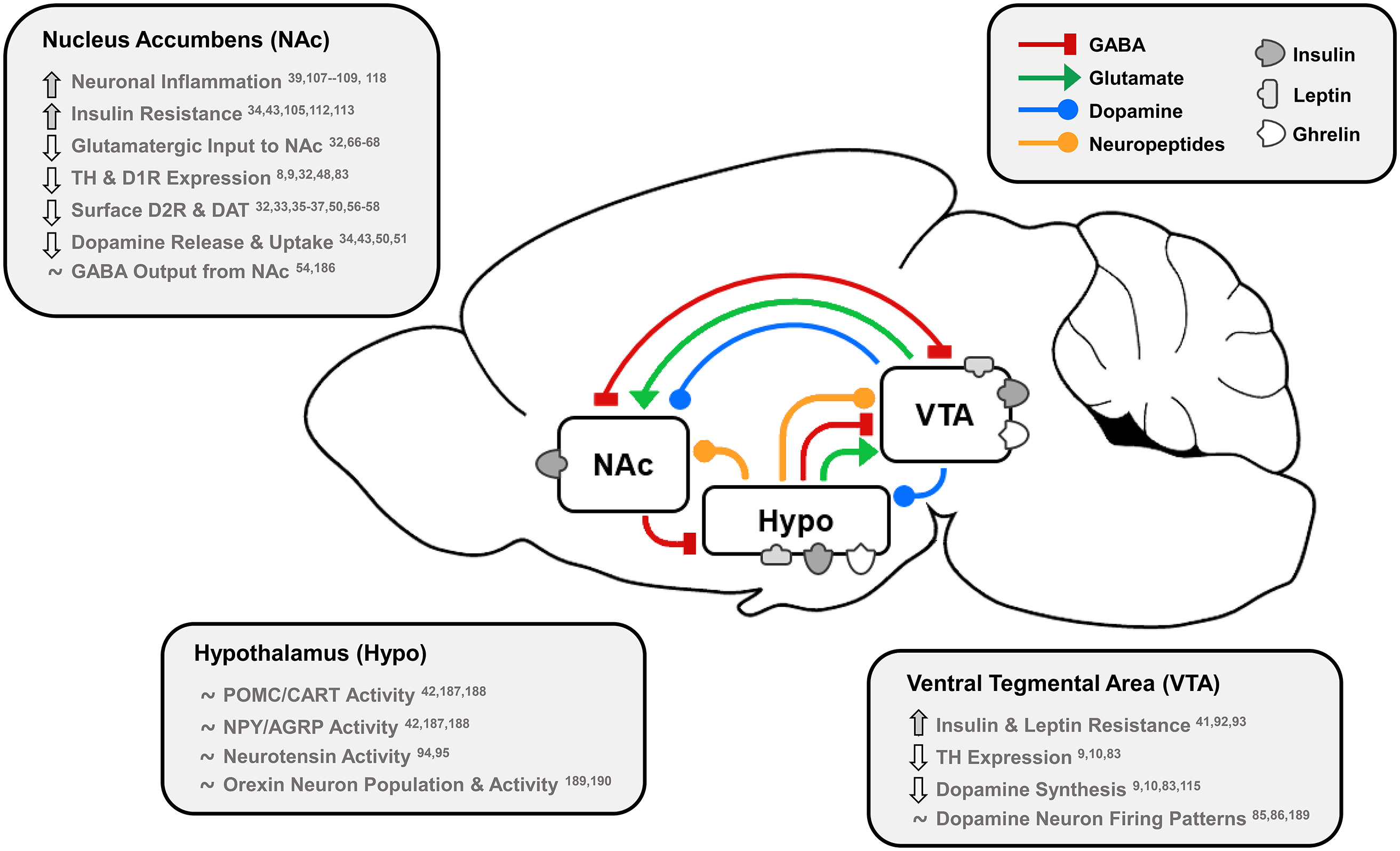 Obesity and dietary fat influence dopamine neurotransmission: exploring ... - Dopamine'S Influence On Attention And Focus