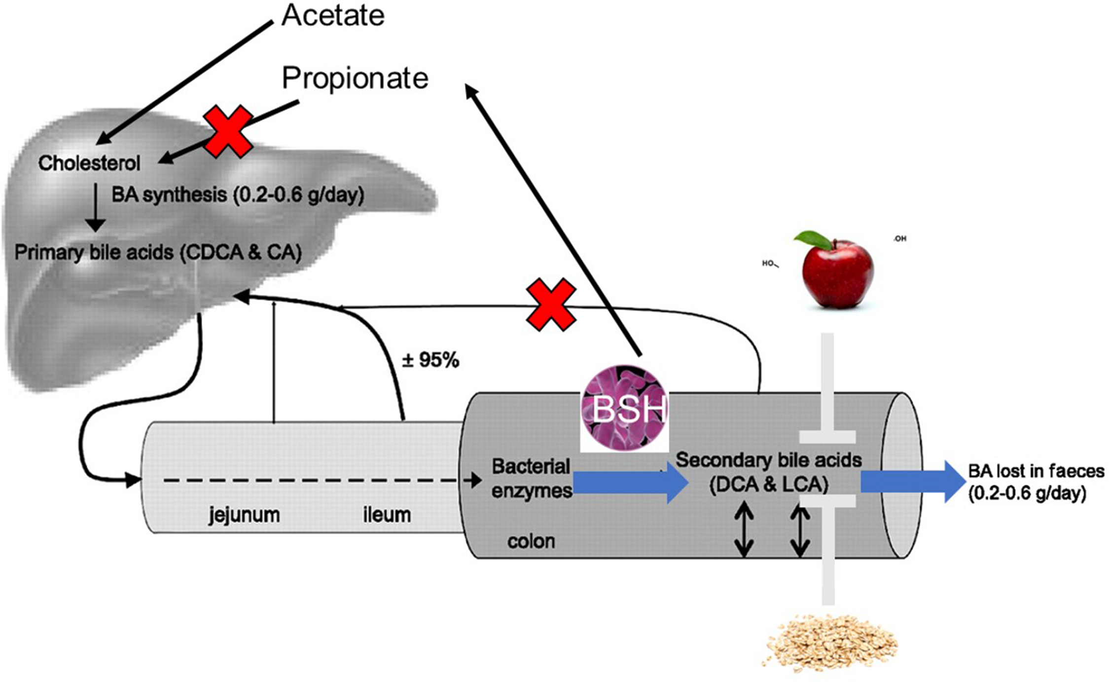 Circulating Bile Acids As A Link Between The Gut Microbiota And ...