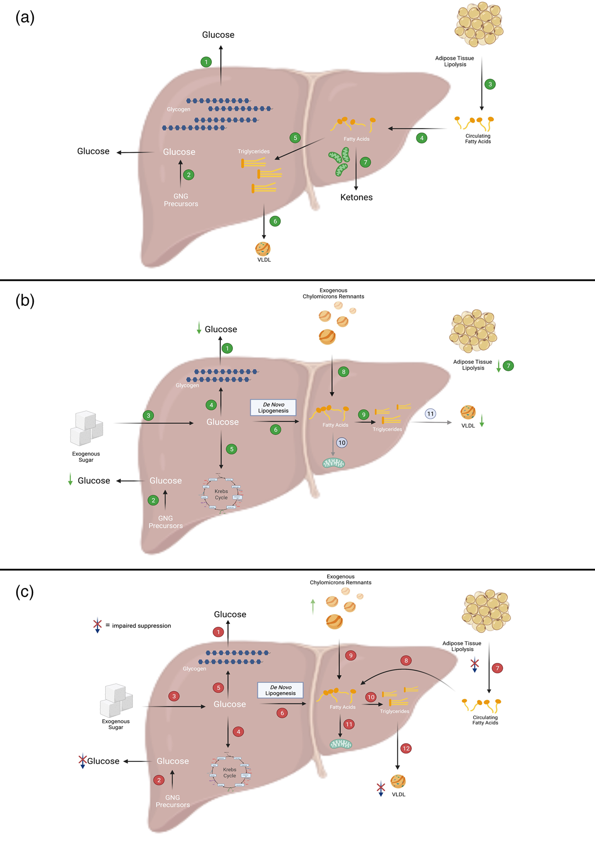 Dysregulation of hepatic metabolism with obesity: factors influencing ...