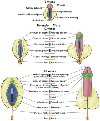 Intelligence Female Orgasm and Future Discovery Chapter 8