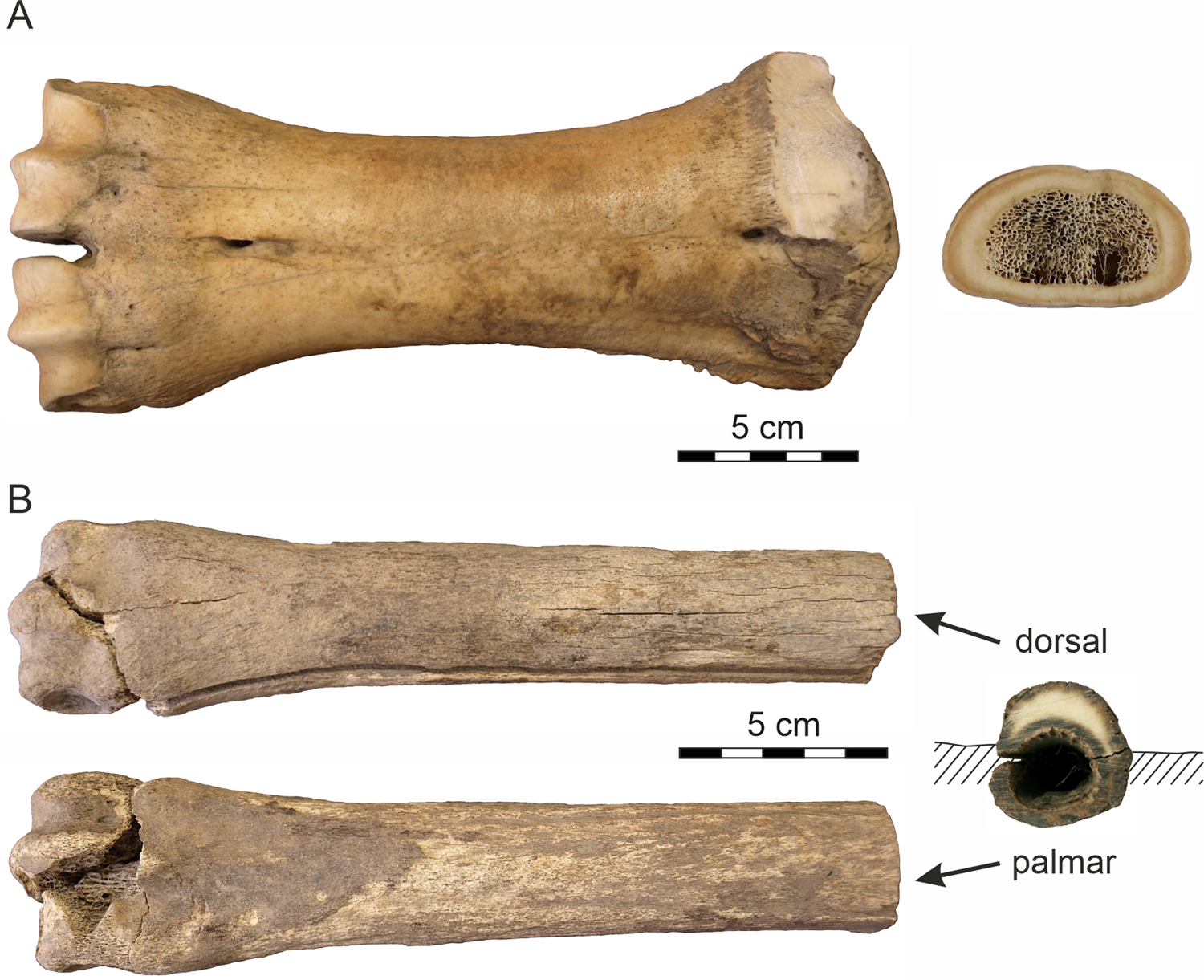Microbial degradation of Pleistocene permafrostsealed fossil mammal