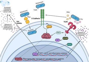 Fusobacterium nucleatum: a novel immune modulator in breast cancer ...