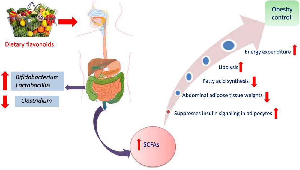 Interactions between dietary flavonoids and the gut microbiome: a ...