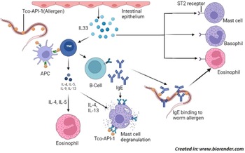 Trichostrongylosis: A Zoonotic Disease Of Small Ruminants 