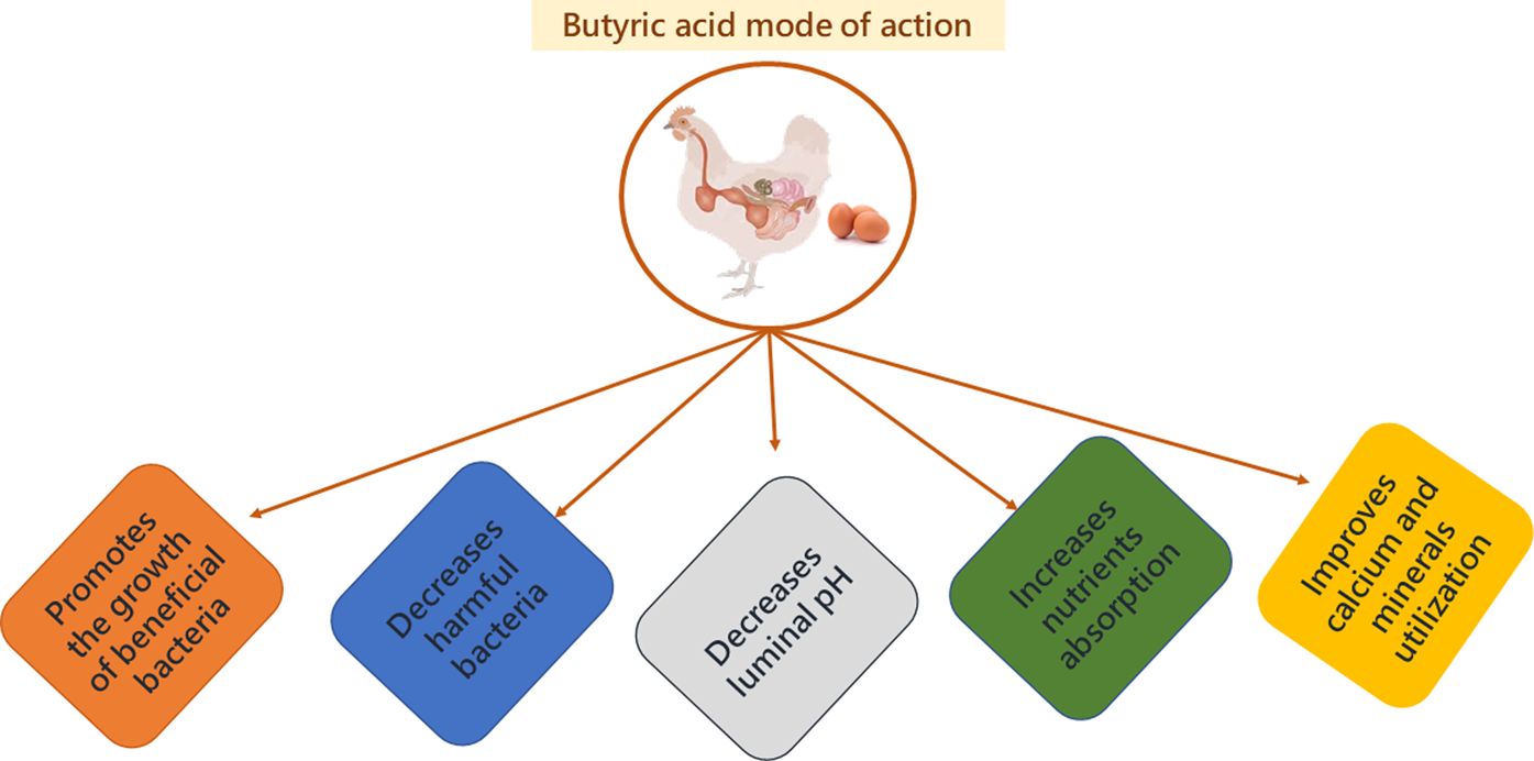Applications of butyric acid in poultry production: the dynamics of gut ...