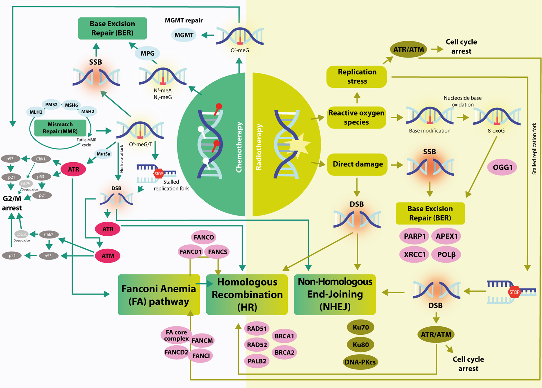 New perspective on DNA response pathway (DDR) in glioblastoma, focus on ...