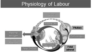 Physiology Of Pregnancy And Labour (Chapter 1) - Part 1 MRCOG Synoptic ...