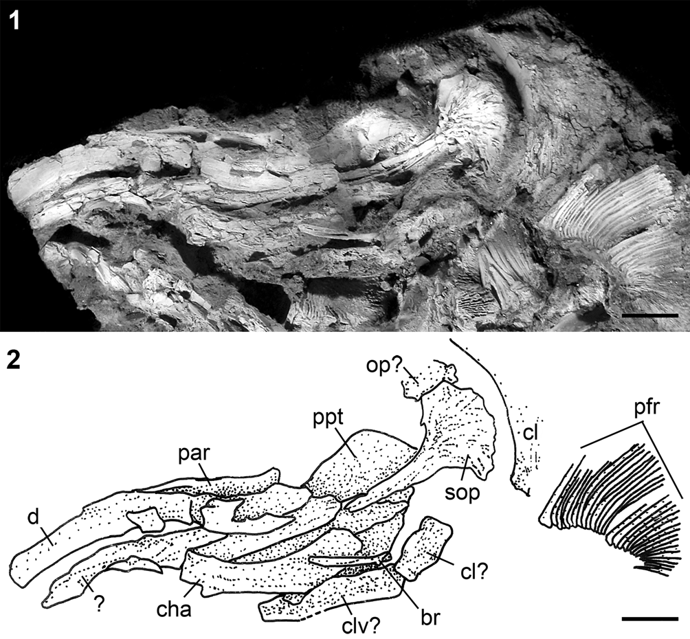 New paddlefishes (Acipenseriformes, Polyodontidae) from the Late