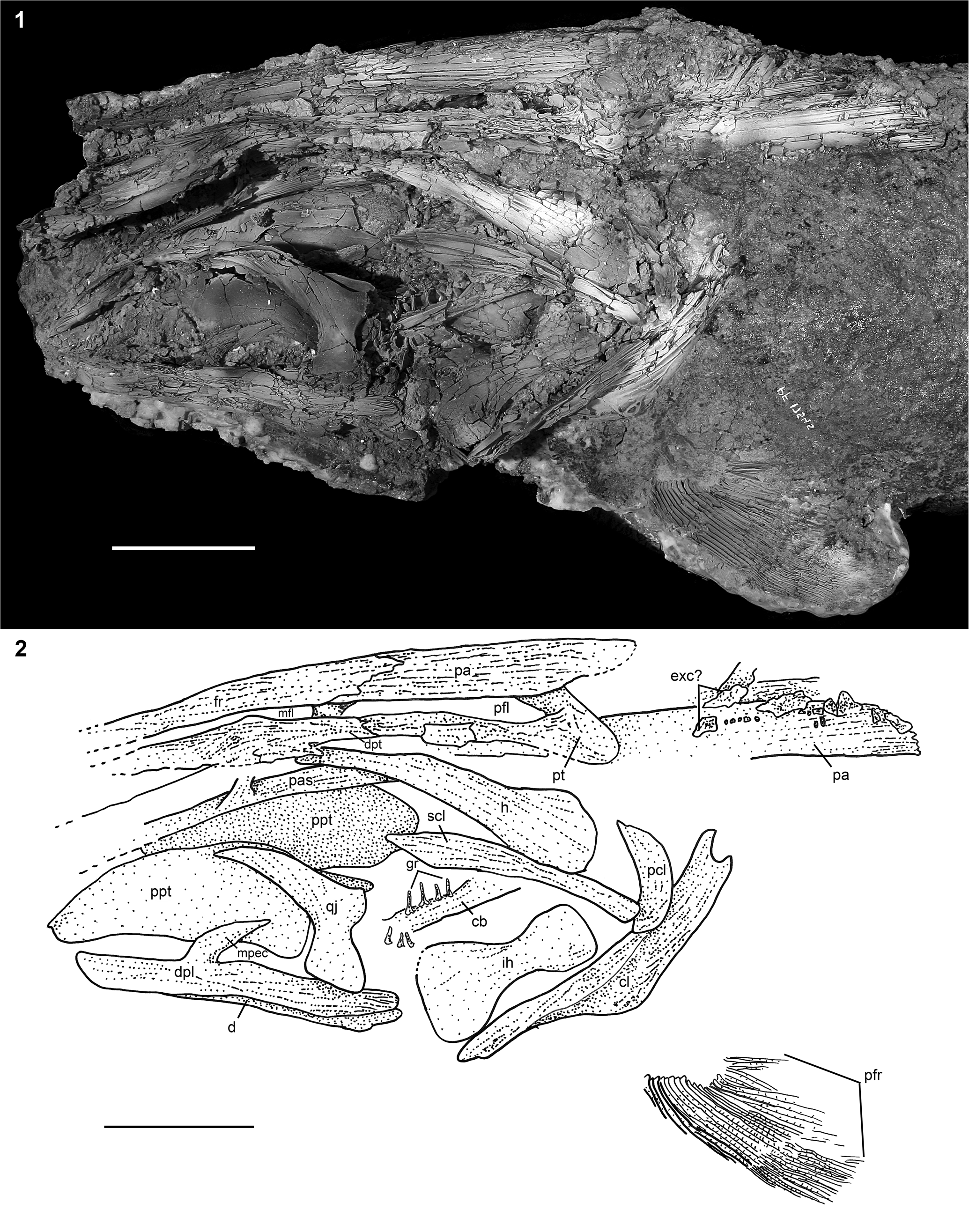 New paddlefishes (Acipenseriformes, Polyodontidae) from the Late Cretaceous Tanis Site of the
