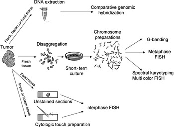 Molecular pathogenesis of peripheral neuroblastic tumors