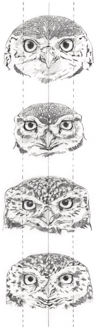 Mean (±SD) clutch size of Tengmalm's Owls in nine ten-day laying