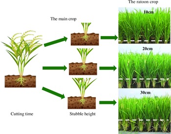 Early harvesting and increasing stubble-cutting height enhance ratoon ...