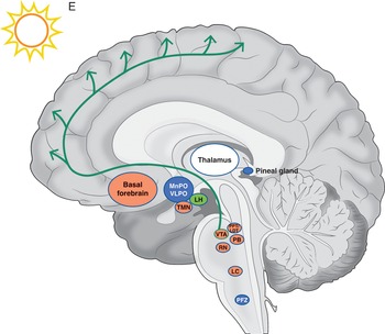 Neural Circuits Chapter 5 Cambridge Textbook of Neuroscience