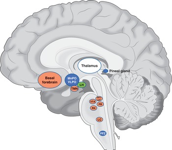 Neural Circuits Chapter 5 Cambridge Textbook of Neuroscience