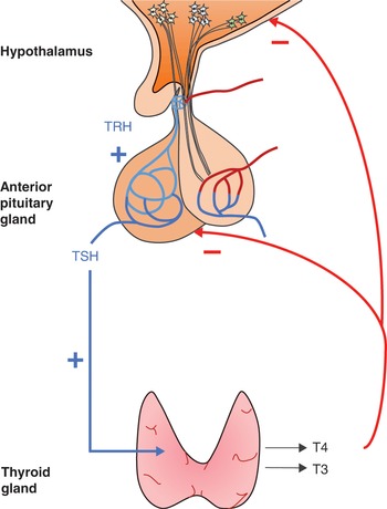 pituitary gland and hypothalamus hormones