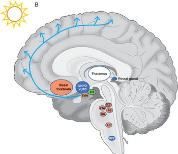 Neural Circuits Chapter 5 Cambridge Textbook of Neuroscience